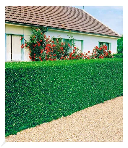 BALDUR Garten 3er Liguster-Hecke immergrün, wurzelnackt