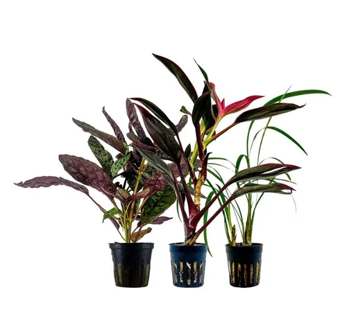 Aquaone Wasserpflanze Pflanzen Set mit 3 Terrarienpflanzen Nr.276