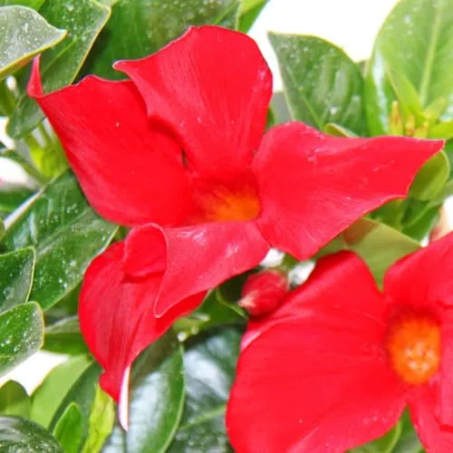 Dipladenia - Chilenischer Jasmin - 10cm Topf - Rote Blüten - Die Dipladenia bringt mit ihren leuchtend roten Blüten Farbe in jeden Garten. Ideal für sonnige bis halbschattige Plätze. Topfgröße: 10 cm, Gesamthöhe: ca. 25 cm. Perfekt für dekorative Akzente!