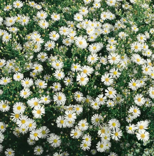 Pflanzen für Dich Staude Aster ericoides Schneegitter, 1 St., Heideaster, Myrtenaster