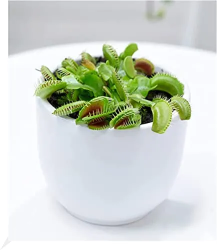 BALDUR Garten Fleischfressende Pflanze Venusfliegenfalle, 1 Pflanze, Dionaea Zimmerpflanze, Grünpflanze, mehrjährig - frostfrei halten, Wasserbedarf gering, Dionaea muscipula
