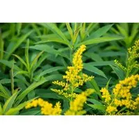 Solidago X Cult. Goldkind Goldrute Ca. 9x9 cm Topf