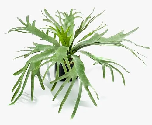 artplants.de Plastik Geweihfarn BOAL, grün, 60cm - Künstliche Zimmerpflanze für kreative Deko - Kreative Deko für Ihr Zuhause: Der 60 cm hohe Geweihfarn BOAL in Grün bringt lebendige Akzente in jeden Raum und bietet vielfältige Gestaltungsmöglichkeiten.