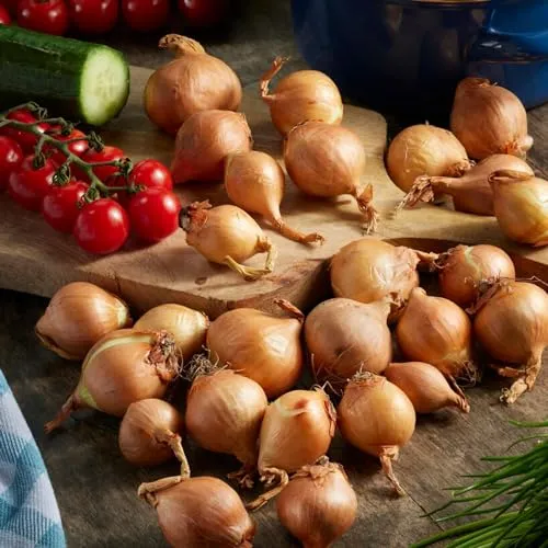 Shallot Steckzwiebeln Golden Gourmet (500 gr) in gelb von DUTCH BULBS