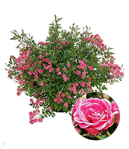 Produktbild BALDUR Garten Lilly Rose® Wonder5