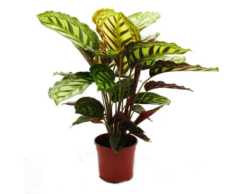 Exotenherz Zimmerpflanze Schattenpflanze Calathea roseapicta 14cm Topf ca. 50cm hoch