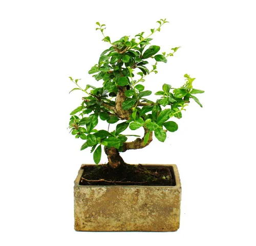 Exotenherz Zimmerbonsai Carmona - 6 Jahre alt in trendiger Steinoptik - Zimmerpflanze mit einzigartigem Design und pflegeleichter Trendkeramik, die die Wasserversorgung optimiert und Ihrem Raum eine elegante Note verleiht.