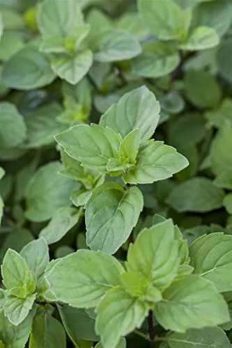 Mentha x piperita var. citrata 'Lemon' ca. 9x9 cm Topf - Zitronenminze, aromatische Blätter, ideal für Tee und Küche, bienenfreundlich, pflegeleicht