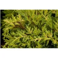 Juniperus Media Goldkissen Gelbgrün 25–30 cm