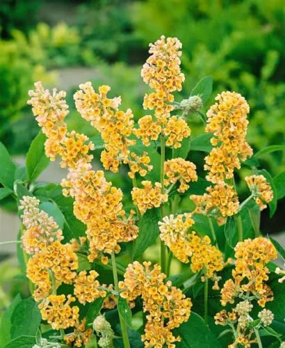 Buddleja weyeriana 'Sungold' – Winterharter Schmetterlingsflieder für Garten & Beet - Winterhart und pflegeleicht. Goldgelbe, duftende Blüten ziehen Bienen und Schmetterlinge an. Ideal für Naturgärten und als Solitärpflanze.