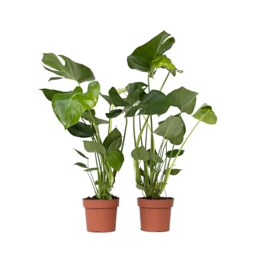 Plant in a Box - Monstera Deliciosa 2er Set - Beliebte Zimmerpflanze mit einzigartigen Blättern, ideal für Ihr Zuhause. Höhe 50-60cm, sicher verpackt für den Versand.
