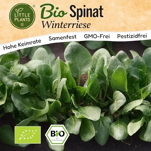 Little Plants BIO Spinat Samen 150 Spinatsamen Winterspinat Winterriese Gemüsesamen Samenfest für Gemüsegarten Gemüse Samen Hochbeet für Küche, Balkon und Garten