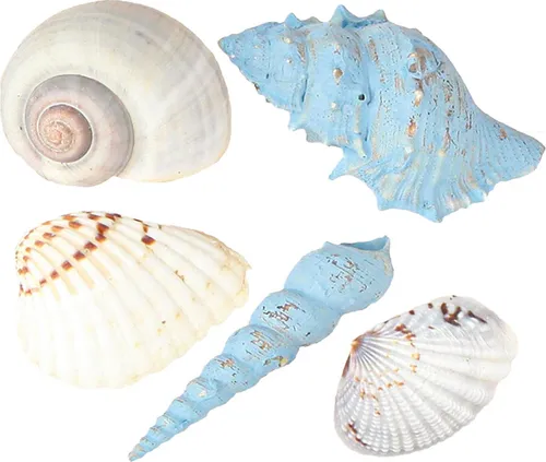 Deko Muscheln und Schneckenhäuser für maritimes Flair