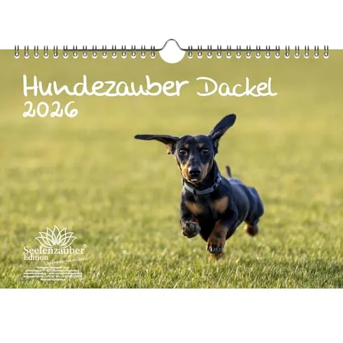 Hundezauber Dackel DIN A4 Kalender für 2026 Welpen und Hunde - Seelenzauber