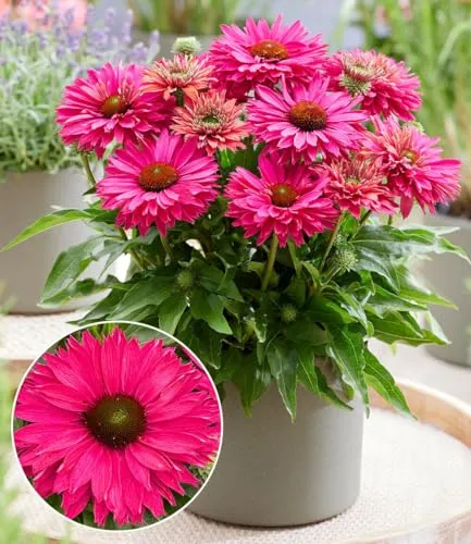 BALDUR Garten 1x Echinacea 'SunSeekers® Sweet Fuchsia', Knolle in Größe I, reich blühende Blüten in Fuchsia-Tönen, zieht Bienen & Schmetterlinge an, mehrjährig, winterhart & pflegeleicht