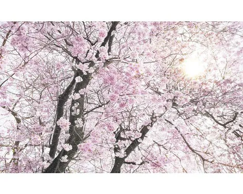 Komar Vliestapete Digitaldruck Vlies in pink von Komar