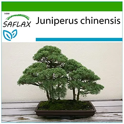 SAFLAX - Bonsai - Chinesischer Wacholder - 30 Samen - Mit keimfreiem Anzuchtsubstrat - Juniperus chinensis