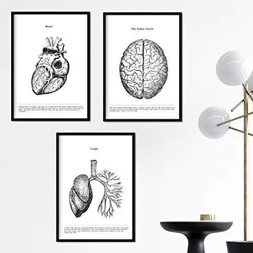 Nacnic satz von 3 postern mit bildern des menschlichen körpers | sammlung von schwarz-weiß bildern über biologie, gesundheit, anatomie und medizin | herz, gehirn und lunge.