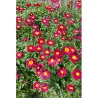 Tanacetum Coccineum Robinsons Rot Malerblume Ca. 9x9 cm Topf