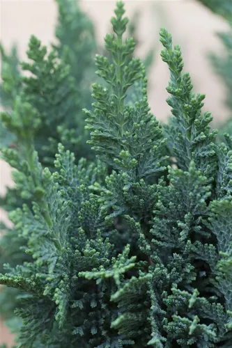 Pflanzen für Dich Konifere Chamaecyparis lawsoniana Wisselii, 1 St., Lawsons Scheinzypresse, Säulenzypresse, säulenförmig, blaugrün