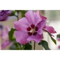 Hibiscus Syriacus Gartenhibiskus Silke R 40-60 cm