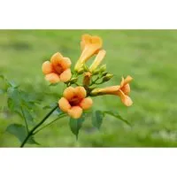 Campsis tagliabuana 'Madame Galen'