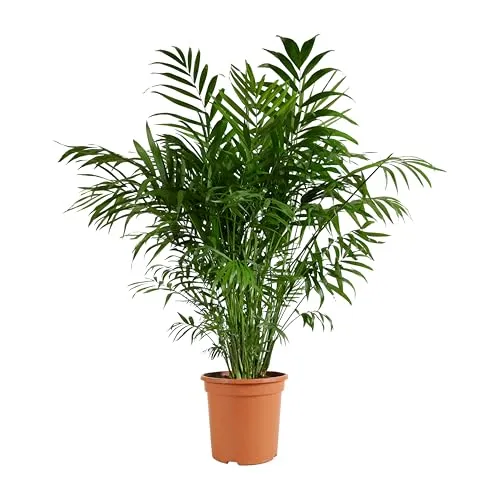 Bloomique Chamaedorea Elegans