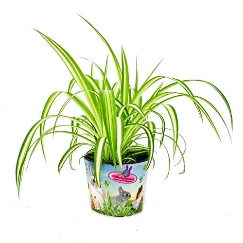 Set mit 3 Futterpflanzen für Heimtiere Chlorophytum Vitalfutter für Kaninchen, Hamster und Meerschweinchen