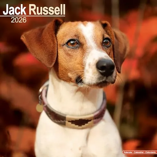 Jack Russell Calendar 2026 Square Dog Breed Wall Calendar - 16 Month