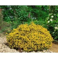 Genista Hispanica Spanischer Ginster 20-30 cm