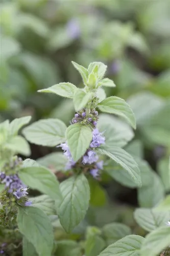 Pflanzen für Dich Staude Mentha arvensis 'Banana'