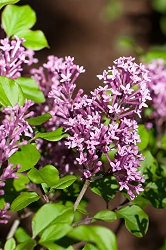 Produktbild Syringa meyeri 'Palibin' 20-30 cm – Winterhart, Mehrjährig, Pflegeleicht – Zwergflieder – Zierstrauch für Garten & Kübel