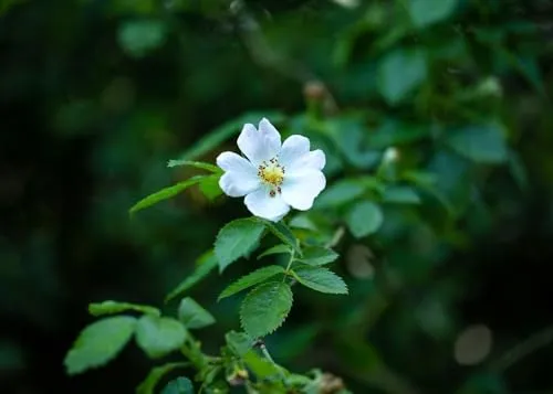 Rosa multiflora 40–60 cm – Winterhart & Mehrjährig & Pflegeleicht – Vielblütige Rose – Heckenpflanze für Garten & Sichtschutz