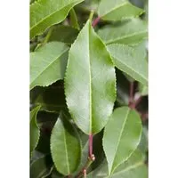 Produktbild Prunus lusitanica 'Brenelia'