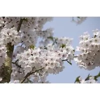Yoshino-Kirsche Prunus yedoensis - Nutzpflanze mit hellrosa Blüten, ideal für sonnige, windgeschützte Standorte. Wuchsform breit und ausladend, blüht von März bis April.
