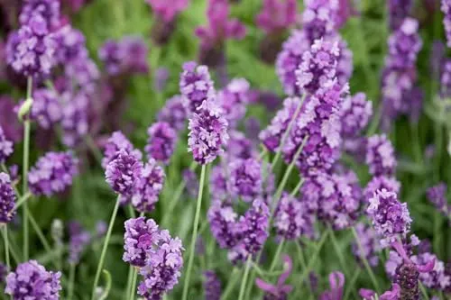 Lavandula angustifolia 'Peter Pan' ca. 9x9 cm Topf - Echter Lavendel, violette Blüten, Blütezeit Juni-August, ideal für Kübel, bienenfreundlich, duftend