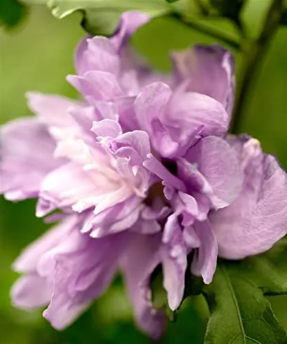 Hibiscus syriacus 'Ardens' 80 cm Stammhöhe – Winterhart, Mehrjährig, Pflegeleicht – Gartenhibiskus – Solitärpflanze für Beet & Kübel