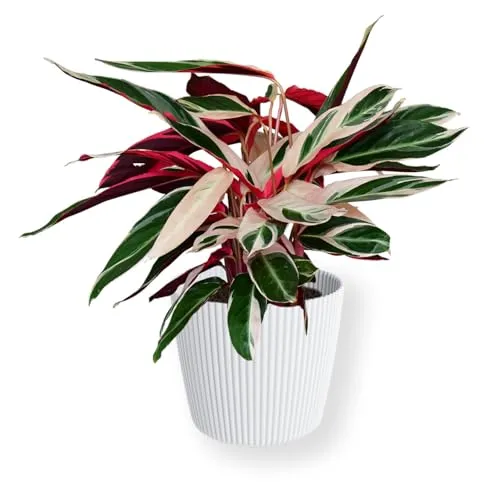 Green Me Up Set Calathea Triostar No. 19 im 19 cm Topf - Farbintensive Zimmerpflanze mit einzigartiger rosa-weiß-grüner Blattzeichnung, ideal für Wohnräume und Büros. Tierfreundlich und pflegeleicht, inklusive exklusivem Pflegevideo für optimale Pflege.