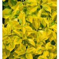 Goldbunte Kriechspindel Emerald Gold 15-20cm - Euonymus fortunei