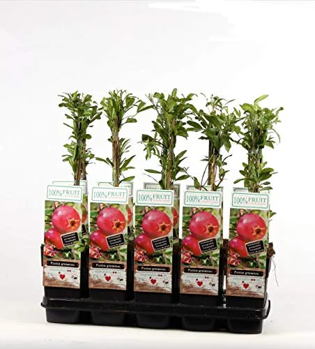 Granatapfel „Punica granatum“ 50–70 cm – Obstpflanze für Garten & Balkon - Robuste Obstpflanze mit essbaren Früchten, ideal für Garten, Terrasse oder Balkon. Pflegeleicht und winterhart, bringt mediterranes Flair in jeden Außenbereich.