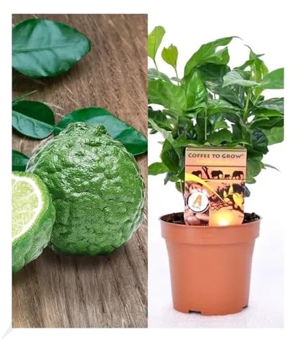 BALDUR Garten Coffea arabica & Gewürz-Limette Kaffir zum Vorteilspreis,2 Pflanzen, Zimmerpflanzen, Grünpflanze, die Blüten der Pflanze duften, mehrjährig - frostfrei halten, Citrus hystrix