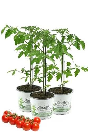 3er Set Tomatenpflanze Supersweet-100 F1 in rot von WESELER KRÄUTERPARADIES - GÄRTNEREI ENSELEIT