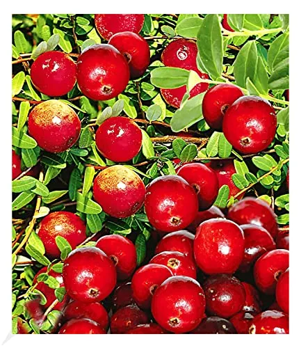 BALDUR Garten Cranberry-Beere, Moosbeere, 3 Pflanzen Vaccinium macrocarpon, winterhart, mehrjährig, Vaccinium macrocarpon, reiche Ernte an essbaren Früchten