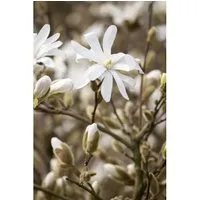 Magnolia stellata Royal Star - Sternmagnolie - Ziergehölz mit sternförmigen, weißen Blüten, bienenfreundlich und pflegeleicht, ideal für kleine Gärten.