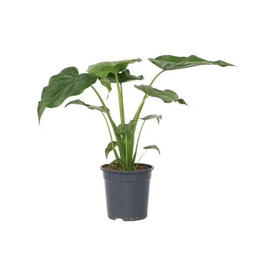 Plant in a Box - Elefantenohr - Alocasia 'Cucullata' 70-80 cm - Zimmerpflanze mit beeindruckenden, großen grünen Blättern. Ideal für tropische Akzente in Ihrem Zuhause. Pflegeleicht und bringt frisches Grün in jeden Raum.