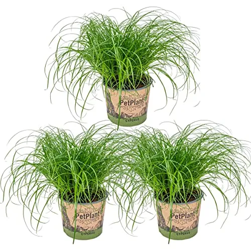 Produktbild Bloomique