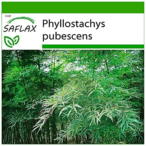 SAFLAX - Gräser-Bambus-Moso Riesenbambus - 20 Samen - Mit keimfreiem Anzuchtsubstrat - Phyllostachys pubescens