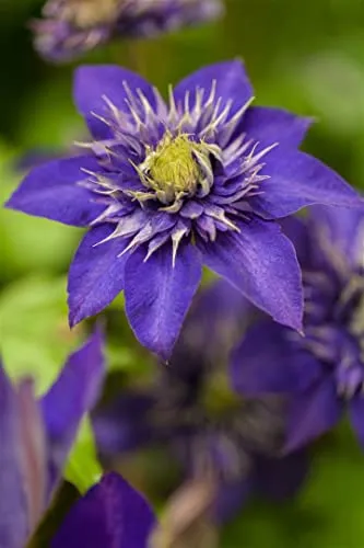 Clematis Hybride 'The President' 60–100 cm – Winterhart, Mehrjährig, Pflegeleicht – Waldrebe – Kletterpflanze für Pergola & Rankhilfe