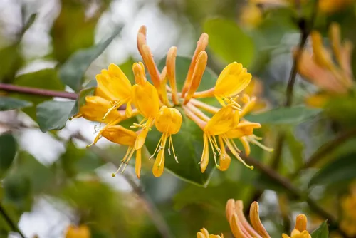 Lonicera Tellmanniana Tellmanns Geißblatt Orange-Gelb 100–150 cm - Kletterpflanze mit leuchtend gelben bis orangefarbenen Blüten, die Bienen anzieht und von Juni bis Juli blüht. Pflegeleicht, winterhart und ideal für Pergolen oder Zäune. Höhe: 100-150 cm.