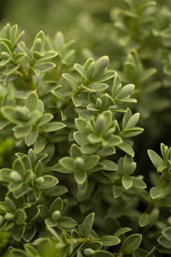 Pflanzen für Dich Gehölze Hebe topiaria, 1 St., Strauchveronika